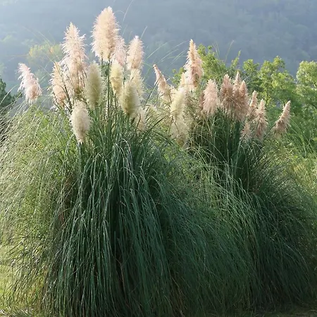 Casa Dodo Castro Caldelas
