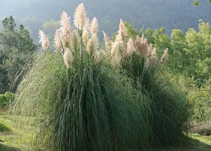 Casa Dodo Castro Caldelas